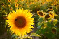 特写镜头中，田野里充满活力的向日葵花瓣上停着蜜蜂，凸显了大自然的美丽