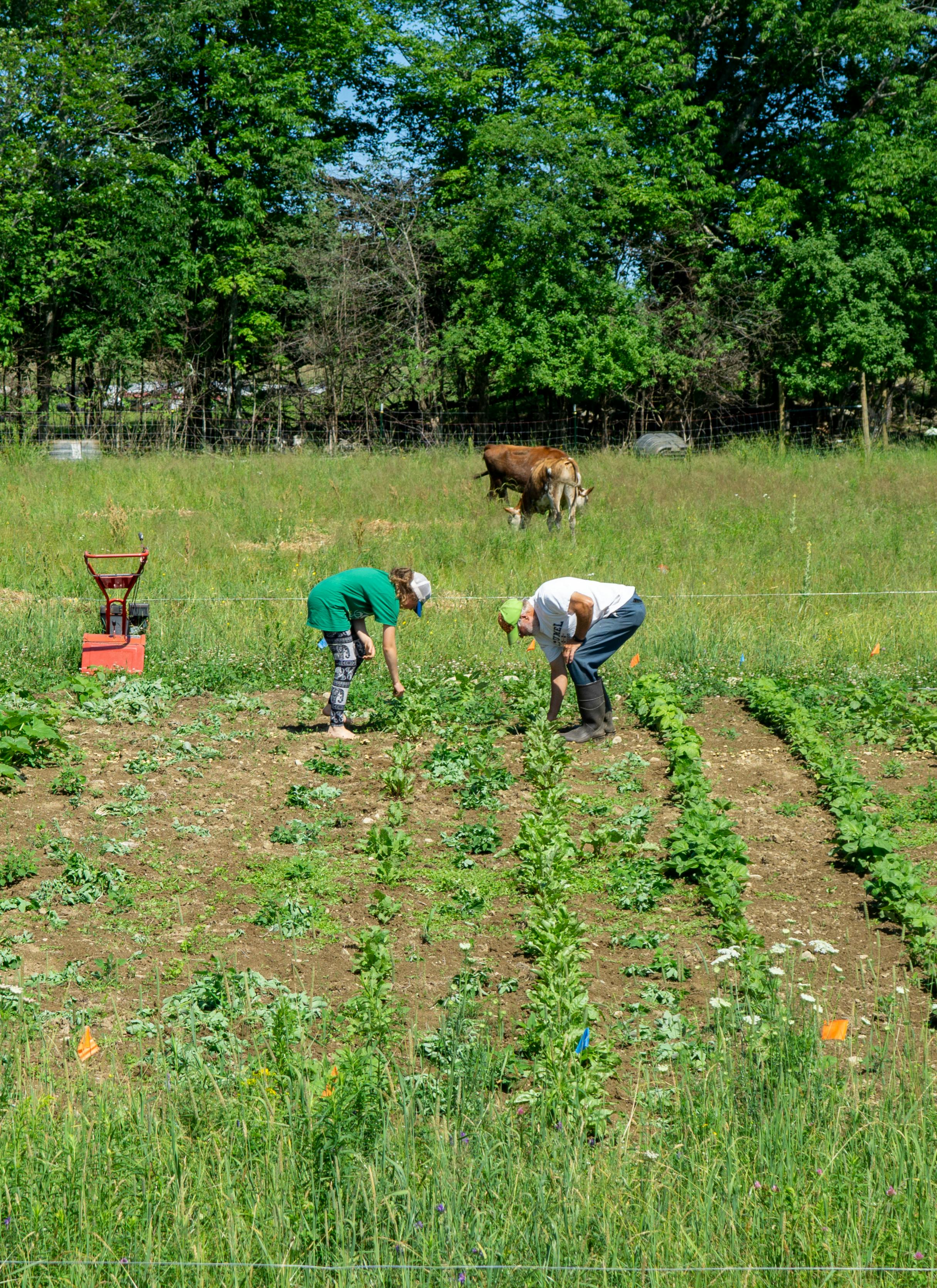 Two farmers working in a sunny field with cows and lush greenery, showcasing rural farm life.