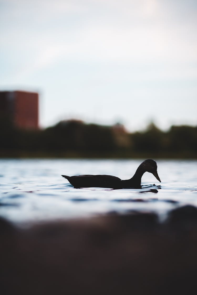 Duck Silhouette On Lake