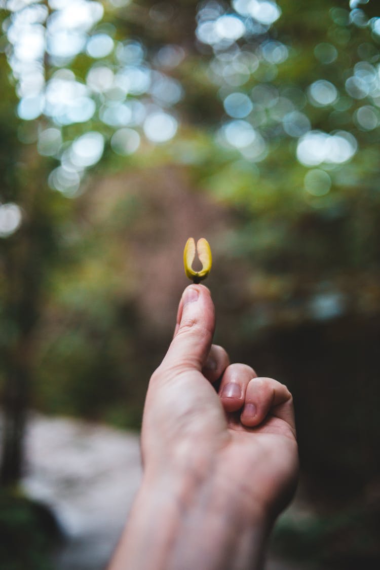 Hand Holding A Tree Seed