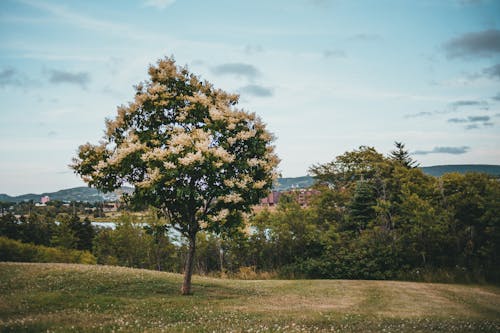 бесплатная Бесплатное стоковое фото с бесплатные обои, дерево, живописный Стоковое фото