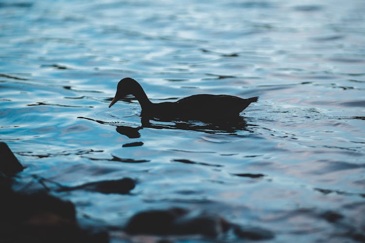 Duck Silhouette On Lake