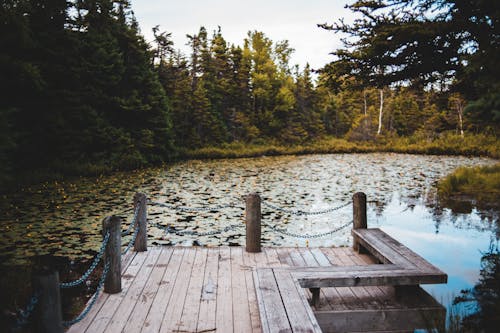 Gratis stockfoto met 4k achtergrond, bomen, Bos