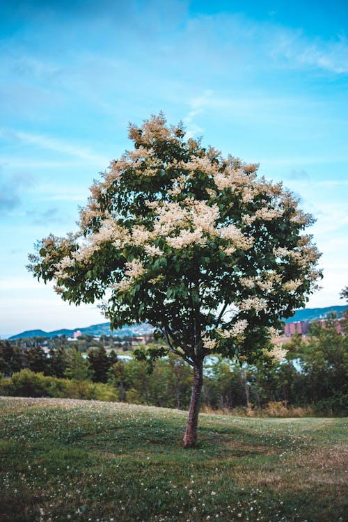 A Tree on the Middle of the Field