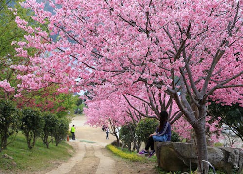 Foto stok gratis jalan kecil, kertas dinding, musim semi