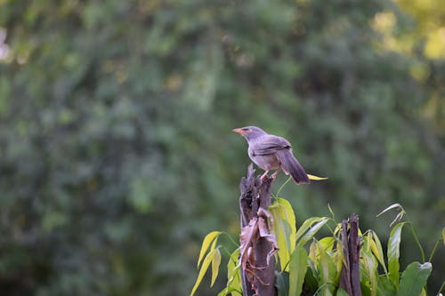 Ilmainen kuvapankkikuva tunnisteilla eläin, eläinkuvaus, jungle babbler