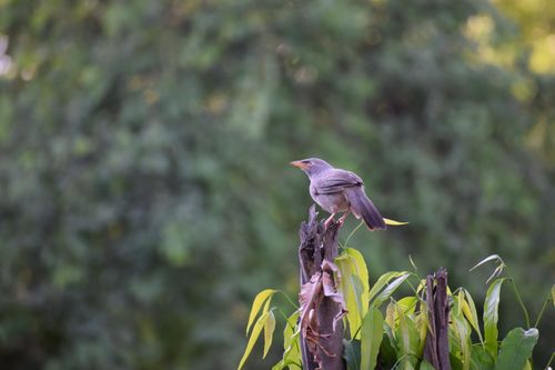 Free Captivating close-up of a jungle babbler bird perched amidst vibrant greenery. Stock Photo