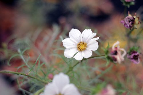 бесплатная Белый цветок с лепестками Стоковое фото
