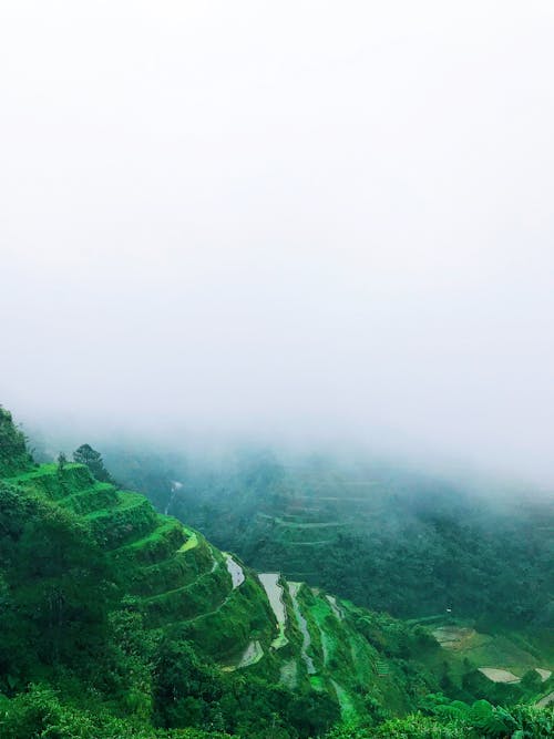 霧深い天気の緑の棚田