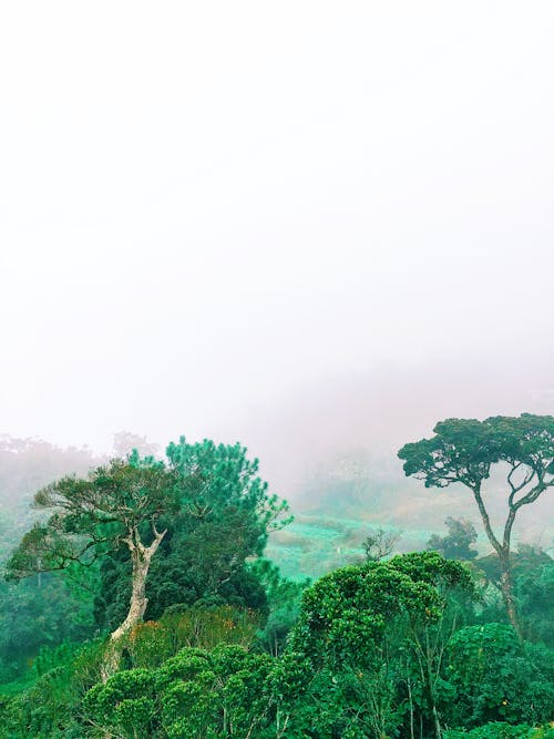 Foto profissional grátis de árvores, floresta