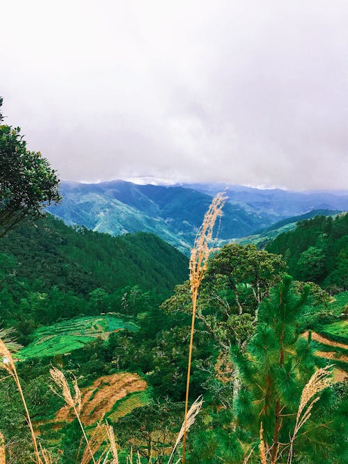 昼間の山の横にある緑の葉の木