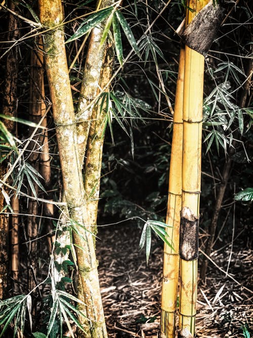 Foto stok gratis bambu, ke atas, lurus