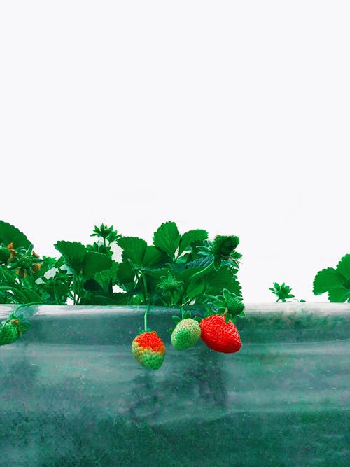 Gratis lagerfoto af frugter, jordbær, stedsegrøn