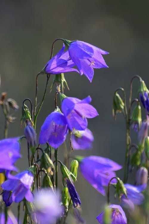 Free stock photo of flower, purple, wild flower