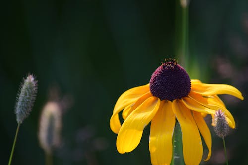 Free stock photo of black eyed susan, flower, yellow
