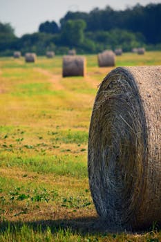 Lush green field with rows of hay bales on a sunny day, perfect for conveying rural charm.