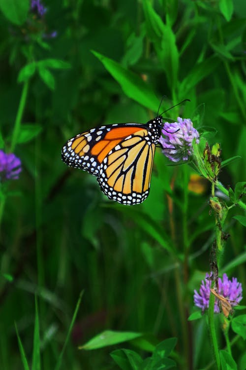 Free stock photo of butterfly, clover, monarch