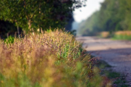 Free stock photo of path, road, road side