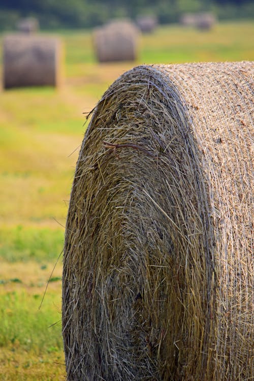 Free Brown Hay Bales on Green Grass Field Stock Photo