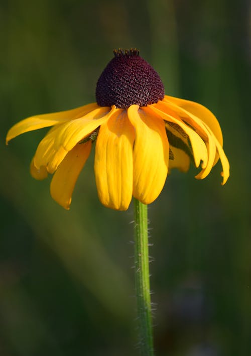 Free stock photo of black eyed susan, flower, yellow