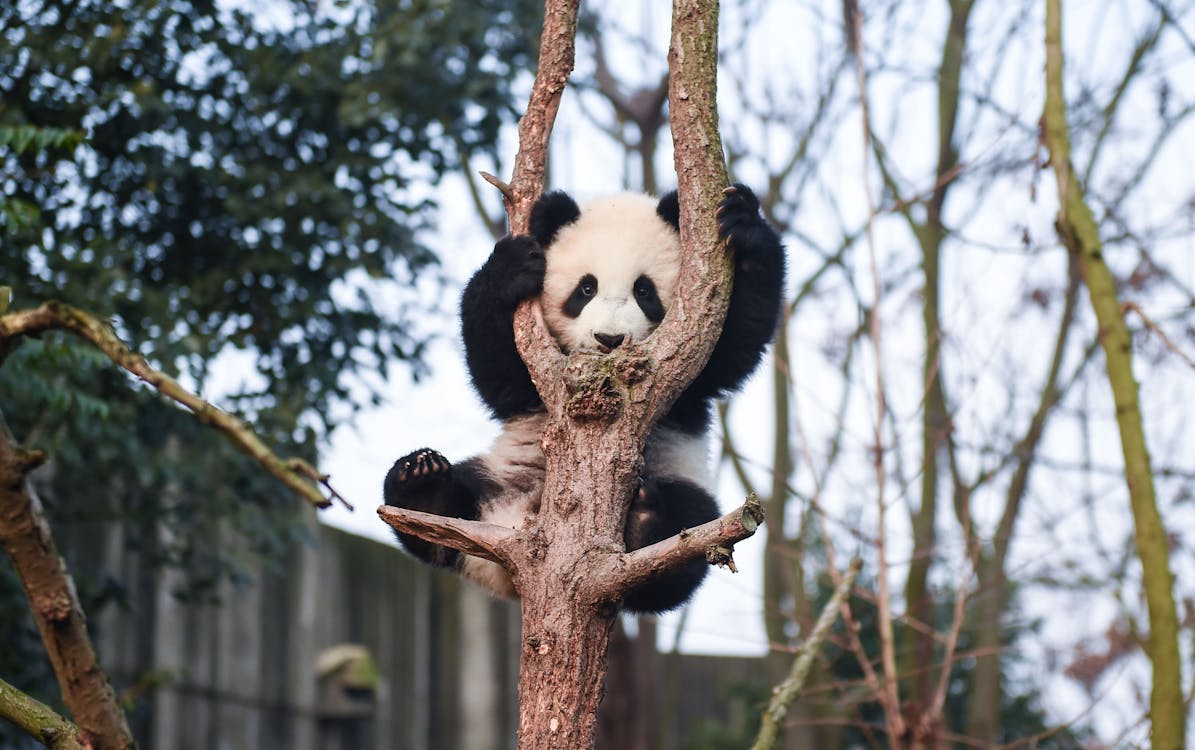 Free A Panda Bear on  the Tree  Stock Photo