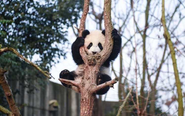 A Panda Bear On  The Tree 