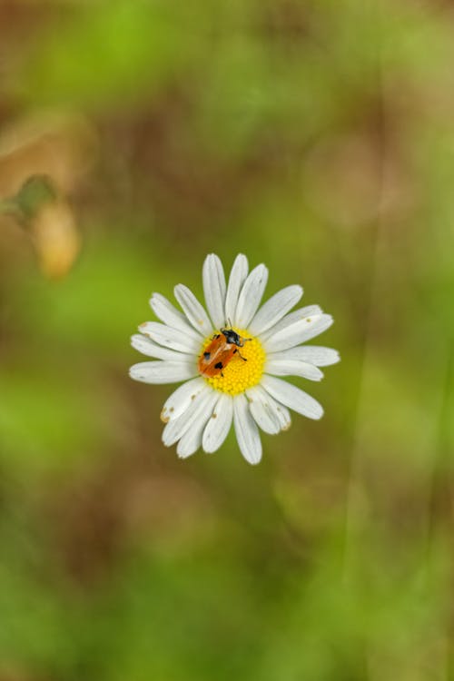 Ant Bag Beetle on White Flower 