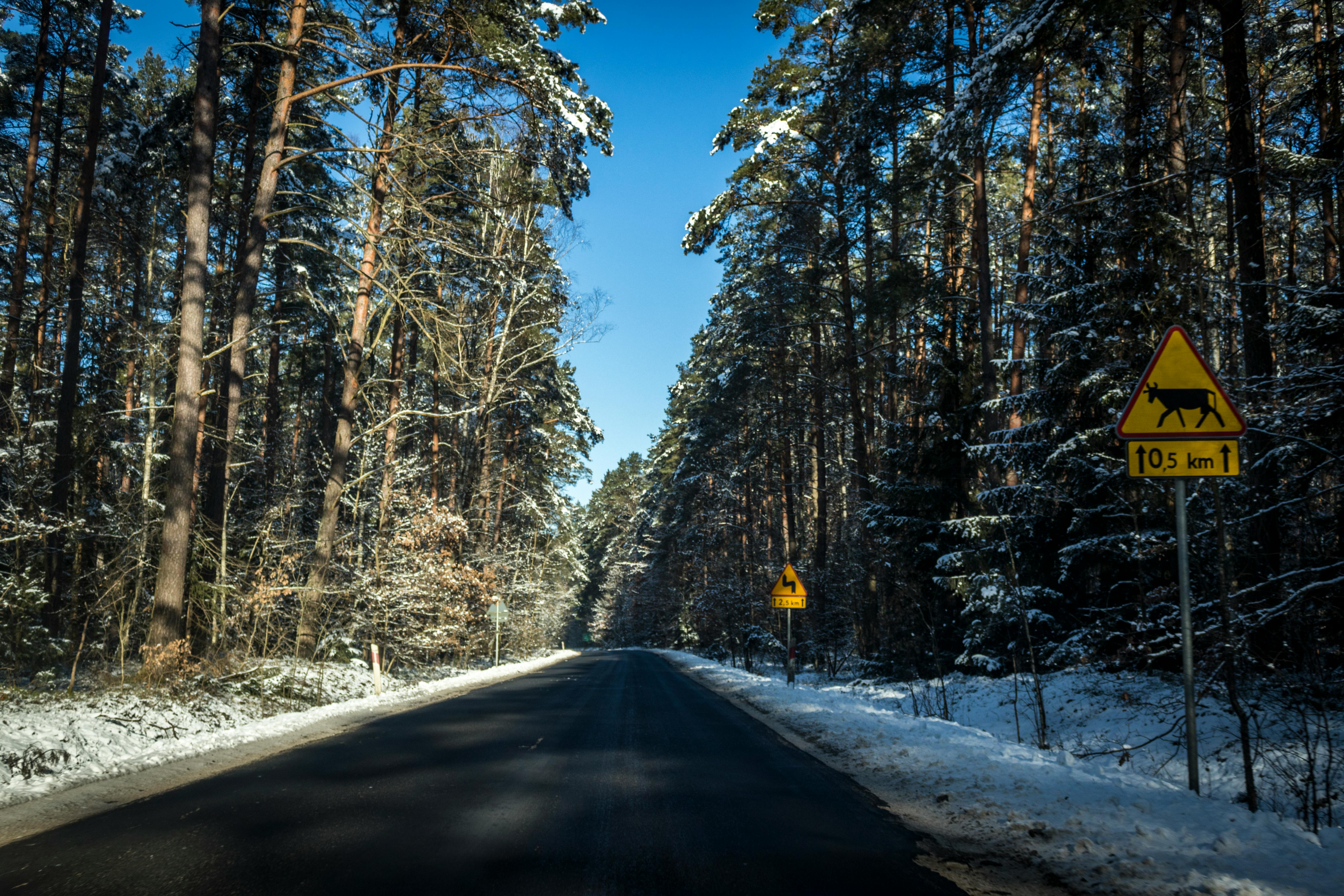 冬季道路风景优美，穿过白雪皑皑的森林，两旁树木环绕，路标清晰可见