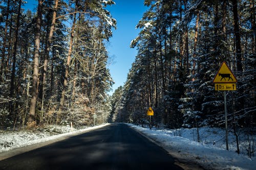 Gray Concrete Road Between Trees