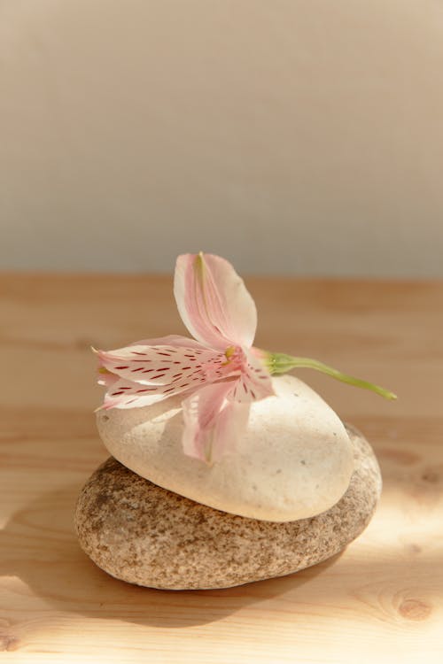 A Lily Flower over Rocks