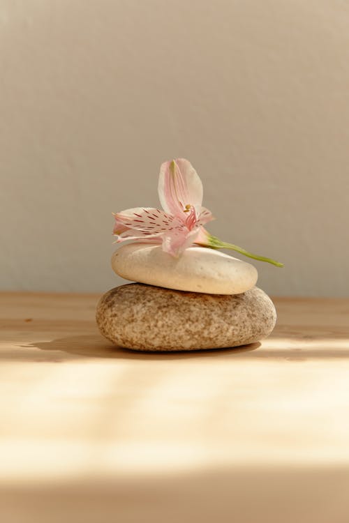 Pink Flower on Stacked Stones