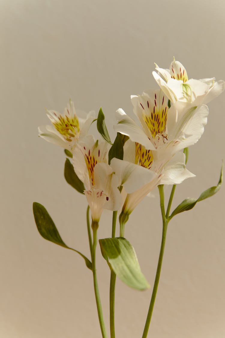 White Lily Flowers On Green Stem