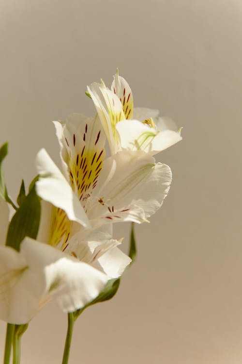 White and Yellow Flowers in Close Up Photography