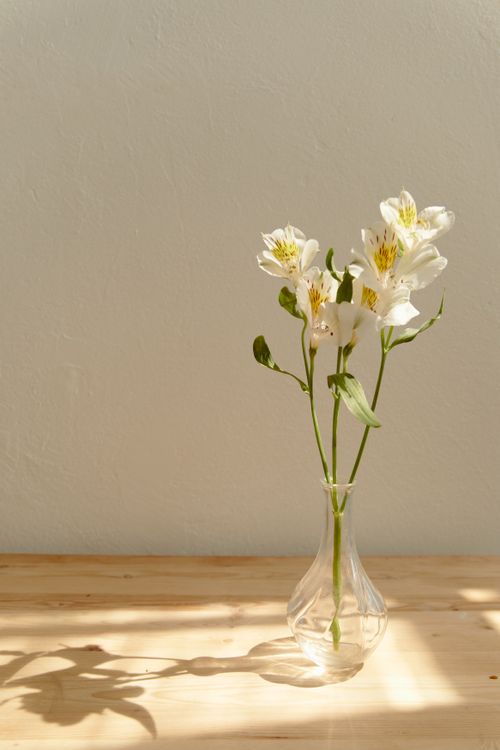 Free Simple elegant composition of white lilies in a glass vase with soft sunlight and shadows. Stock Photo