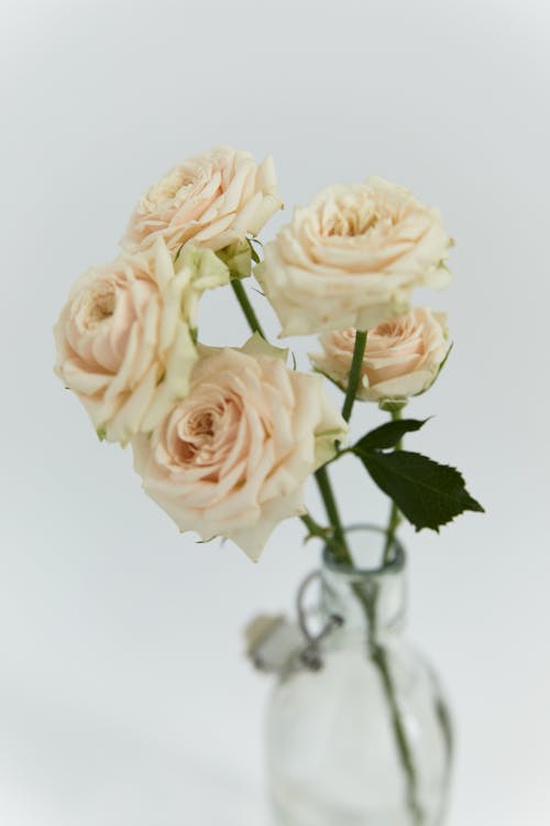 Free Bunch of Roses in a Vase Stock Photo