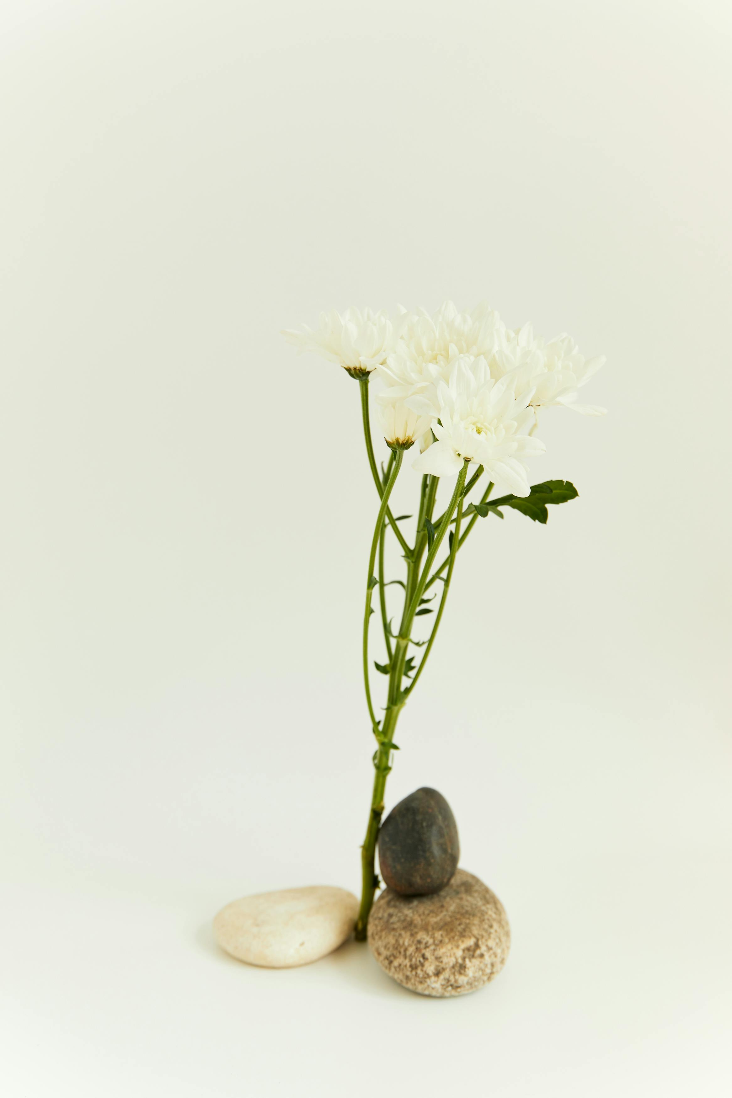 Minimalist photo of white flowers balanced on smooth stones. Tranquil and artistic.