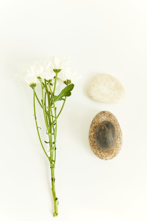 White Flowers Beside White Round Stone
