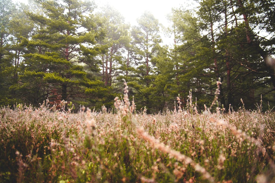 Free stock photo of forest, grass, meadow