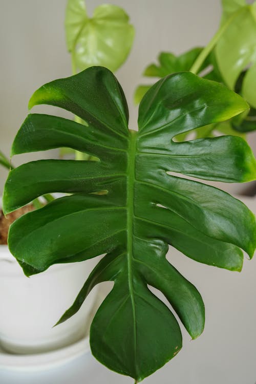 Close-Up Photograph of a Monstera Deliciosa Leaf