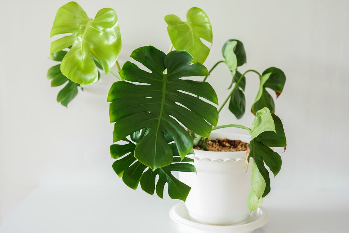 A White Plant with a Green Plant