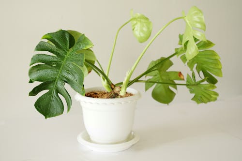 Free Green Plant on White Pot Stock Photo
