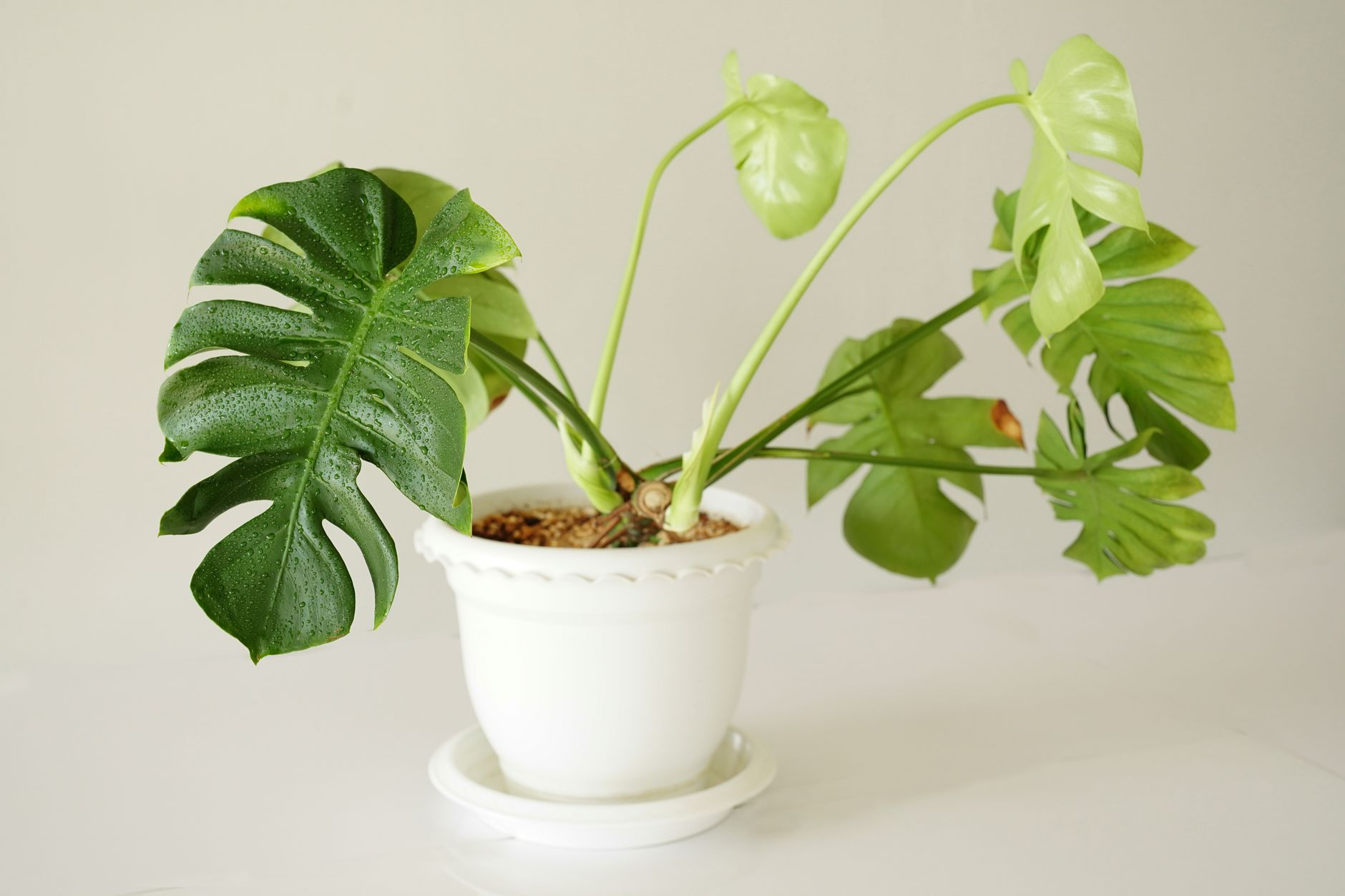 Close-up of a lush Monstera plant in a white pot with water droplets on leaves.