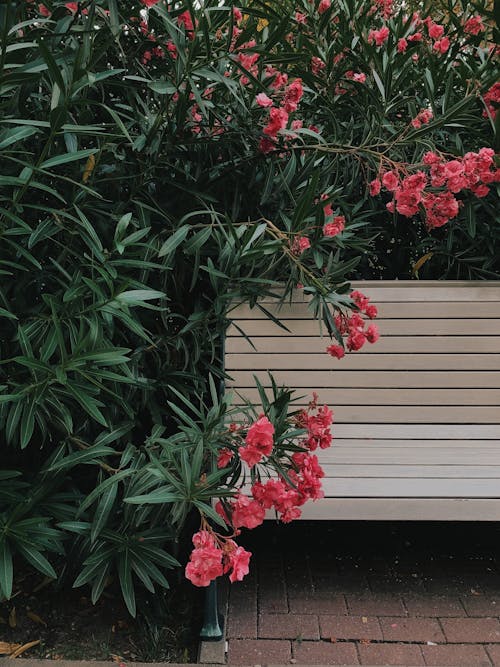 Oleander Flowers Near a Bench