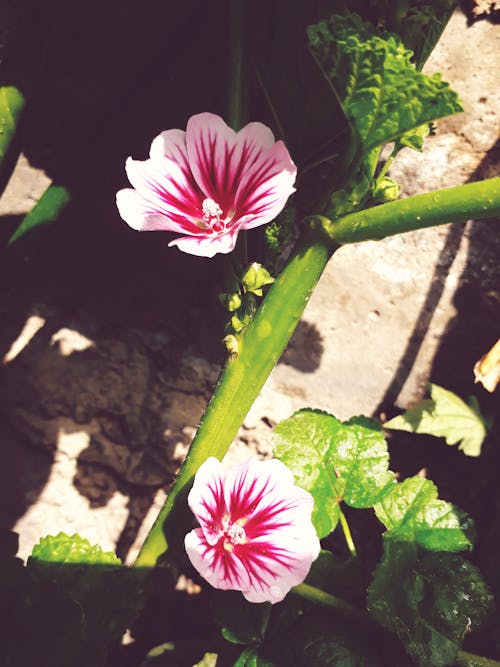 ピンクの花, 花, 虫科の無料の写真素材