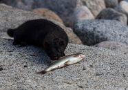 Black Mink on Animal on Gray Rock