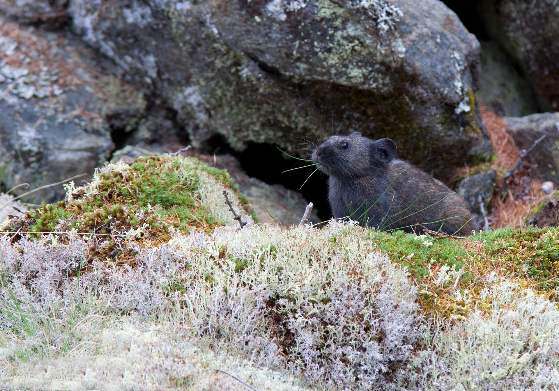 Close up of Rat