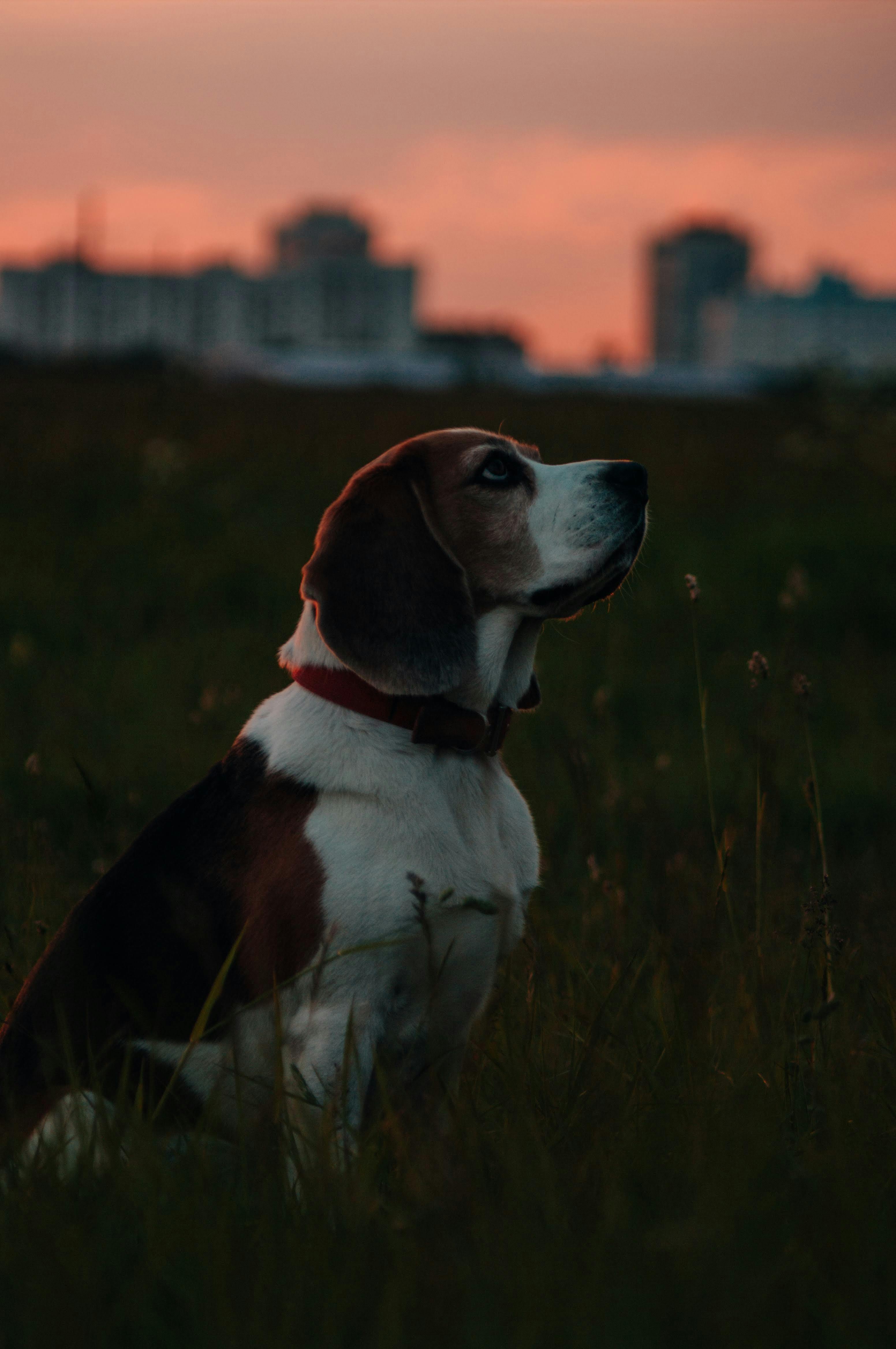 Is Pretzel on In the Dark really a guide dog?