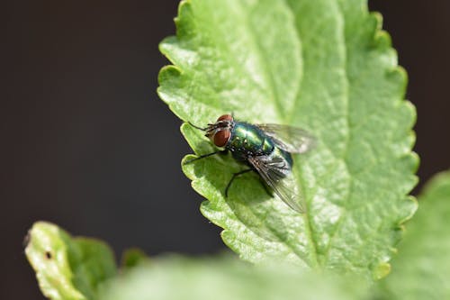 Free Macro Shot of a Fly on a Leaf Stock Photo