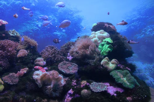 Základová fotografie zdarma na téma hluboký, korálový útes, korály