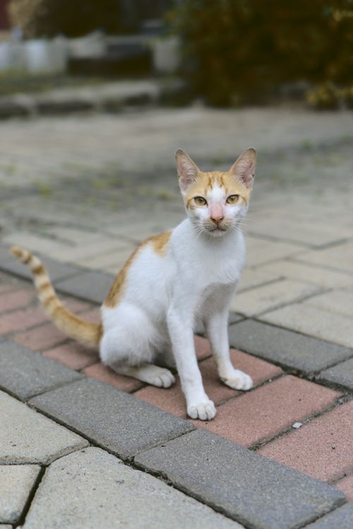 Free A white and orange cat sitting on a paved surface with a curious expression outdoors during the day. Stock Photo